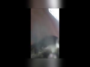 Bestiality Guide 2: The art of intimacy with dogs