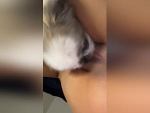Shih Tzu, leckt die Fotze seiner Besitzerin
