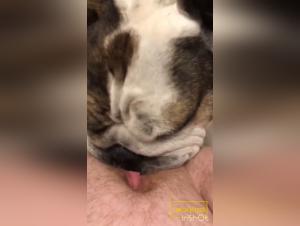Chica Domesticada, Perro Desborda Placer: XXX Intensivo