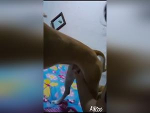 Dog baise avec une salope brunette, fapzoo bestiality