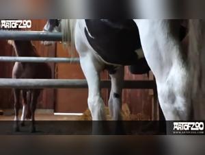 lena horse hardcore: teen sex with stallion