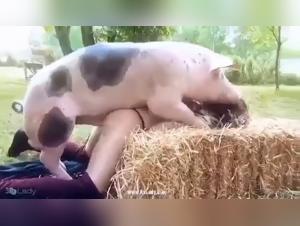 Gay Pigging with Amateur Zoophilia Enthusiasts