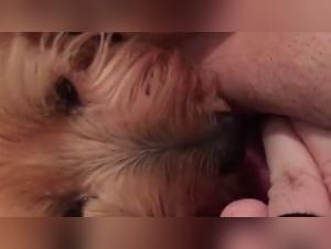 Sex with Dog Video - Extreme Zoophilia