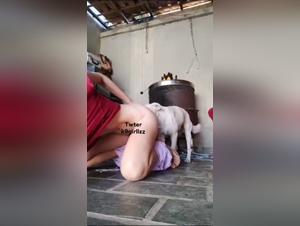 tierische süsses : hund sex extreme