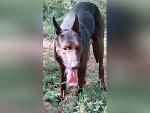 Sex video with a dog with a huge cock