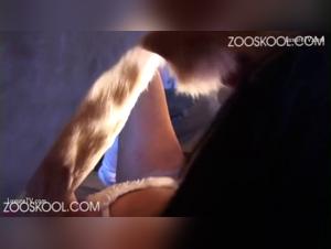 Intense Bestiality with 2 Pregnant Stray Dogs - Stray X on ZTube