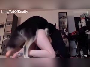 Mädchen vom Husky Gezügelt