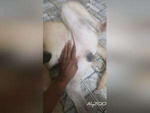 Femme docile baise chien 1