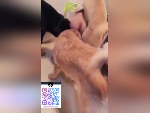 Chien Gangbang Badezimmer