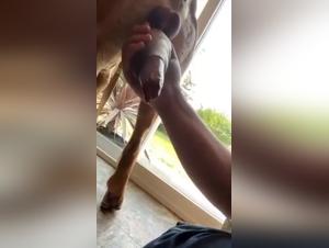 Dog fucking sauvage : Porno Zoo explosif
