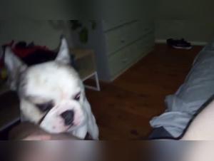 dog licks a slut
