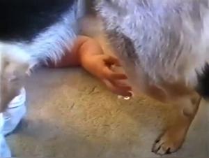 Mature and round woman taken deep throat by a dog - Zoophilia video