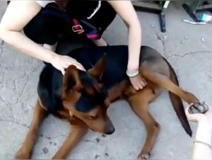 Asian bestiality: a woman and a dog