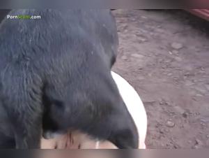 Hund bugsiert eine reife Frau in der Natur