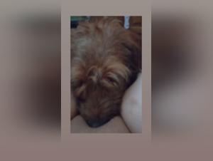 Animal Porn Hub : Unleashing Desires