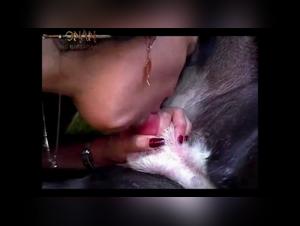 Women and dogs: a forbidden encounter