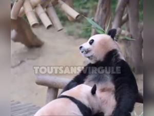 un panda lustful: hardcore bestiality sex