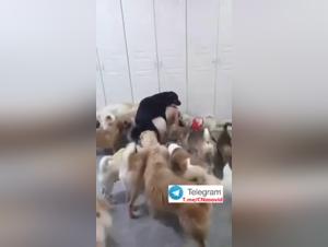 Chinese Hot Bitch Dog Gangbang