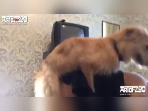 ArtofZoo Compilation: Ecstasy with Four-Legged Companions