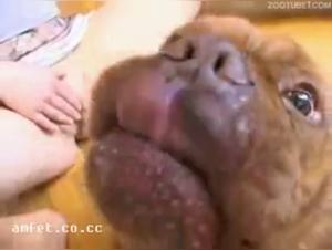 Sex video with a dog: a woman and a dog in a hard scene