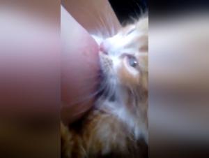 Eine Geschichte voller Bestialitat und Leidenschaft: Gatito Mamon