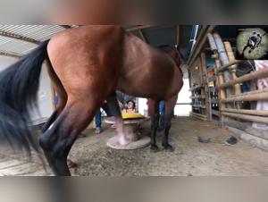 Bestiality: A woman and a horse in an intense scene