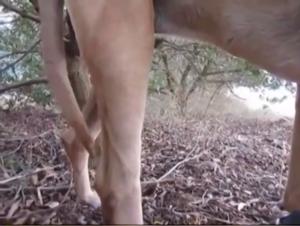 Intense blowjob with a dog