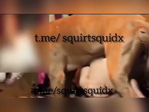 kuh-girl hardcore mit hund, tiersex