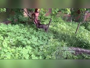 Sexy Bestiality at Home: Dog Fucks Woman