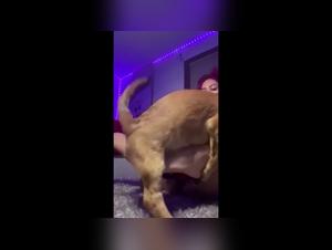 hund sex nymphomanie leidenschaft