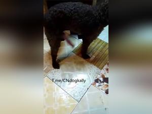 A Poodle with a Big Kiki