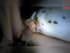 Bitch Gets Fucked Wildly by Dog