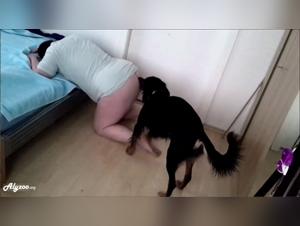 solo sexe chien