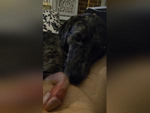 forbidden animal abuse footage