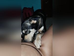 Extreme Dog Sex and XXX Videos with Woman and Canine