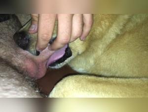Zoophilia video: Female dog sucks a man