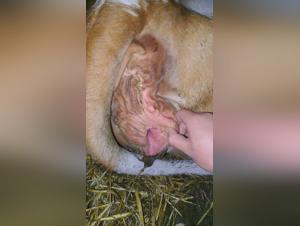 Bestiality sex with a neighbor and her cows