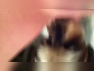 Video of Sex with a Dog
