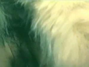 Vintage bestiality video: two young women and a dog