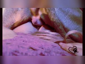 pushing bestiality boundaries