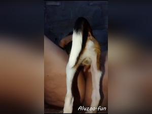 Brazilian whore fucks her dog with extreme passion and excitement