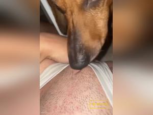 Lick Délicieux Chien Femme