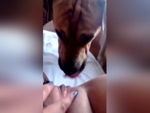 Mature woman and dog in intense bestiality video