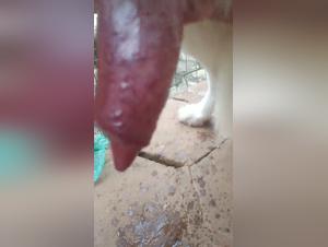 intimate animal porn