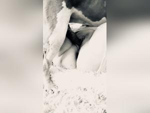 Bitch and Dog Cream Pie with Blonde Slut WhoLets Her Pup Screw Her