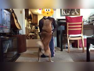 Best Dog Sex Videos Featuring Females