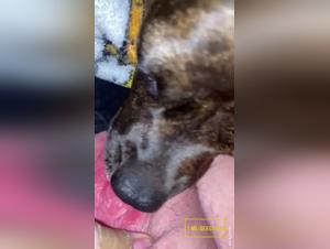 Mujer Sucio con Perro, Vídeos Hot