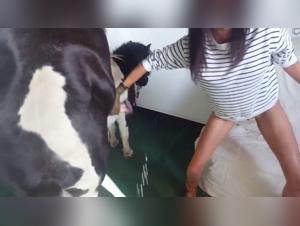 cheval sauvage, sexe interdit