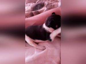 A Woman and Her Dog: An Intimate Encounter