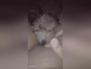 Dog Sex Video: A Shocking Bestial Experience